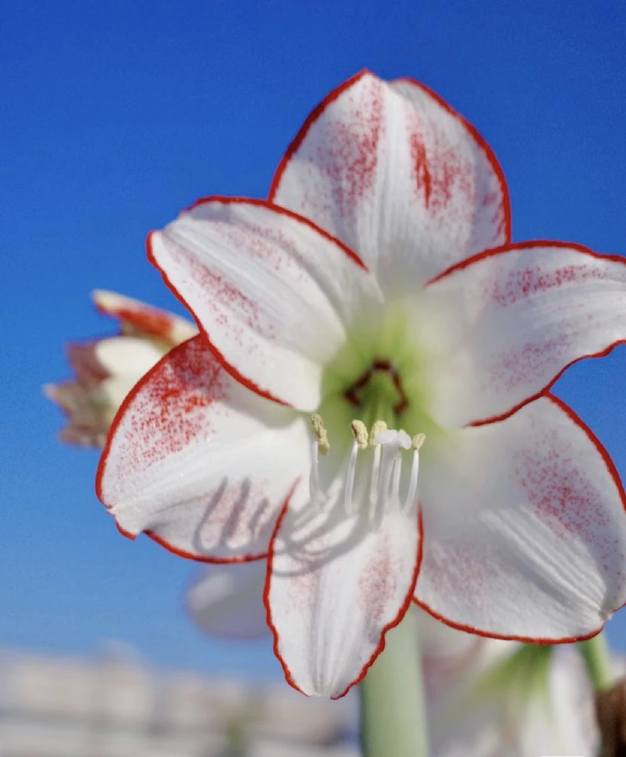 进口朱顶红花卉-毕加索