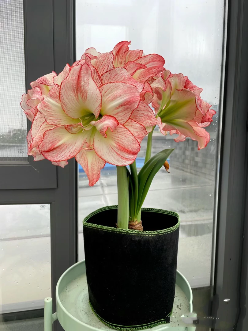 进口朱顶红爱神重瓣大花种球花花园阳台懒人