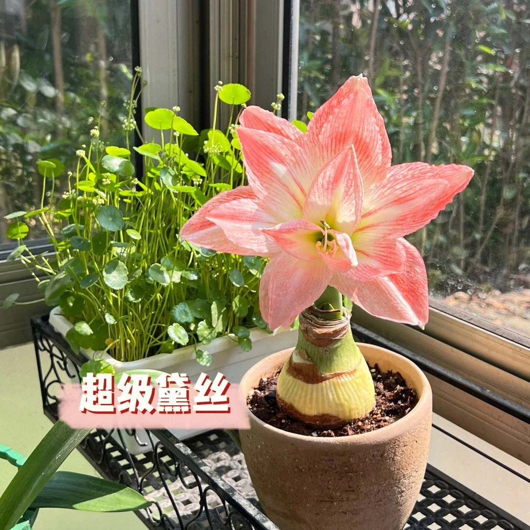 进口朱顶红[超级黛丝]种球懒人花园阳台