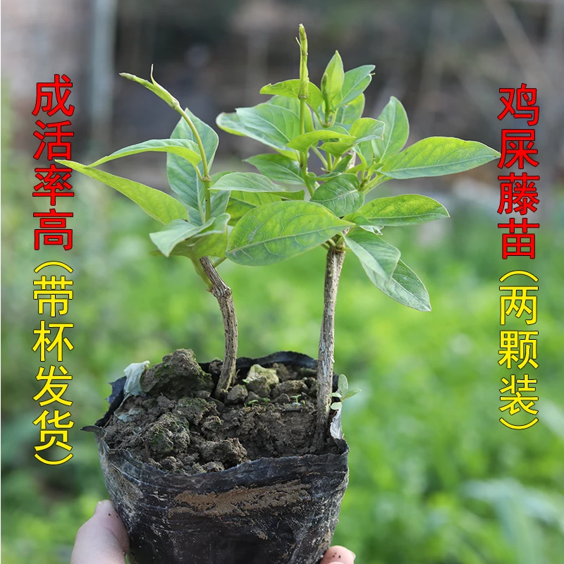 农村鸡屎藤苗臭藤通气藤消食藤鸡矢藤2棵带杯发货
