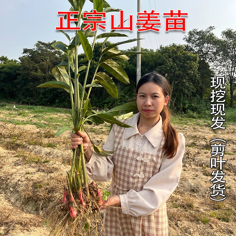 正宗野生山姜种苗南姜高良姜广东阳春现挖四季可种食用香料
