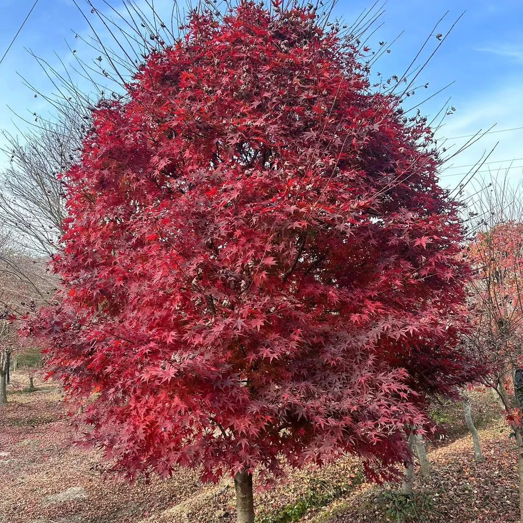 景观苗木红枫庭院别墅