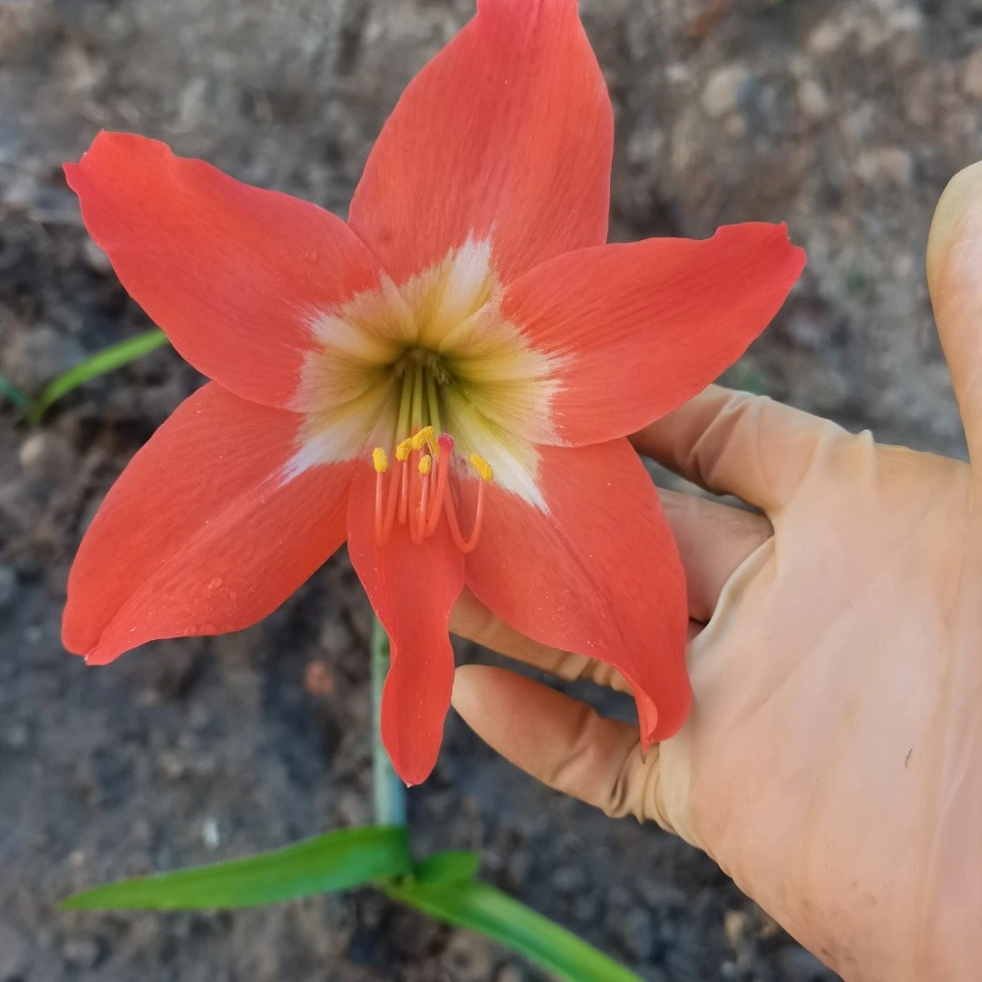 朱顶红种球多年生花卉绿植