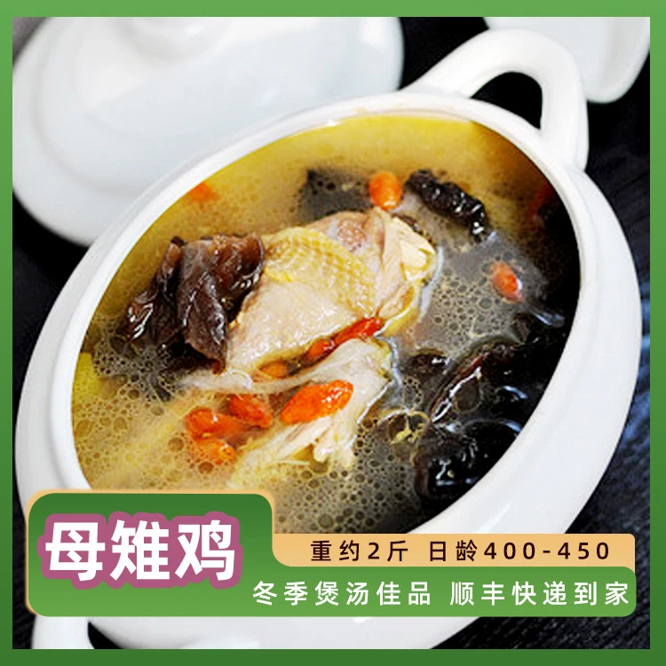 上海奉贤七彩山鸡（母）