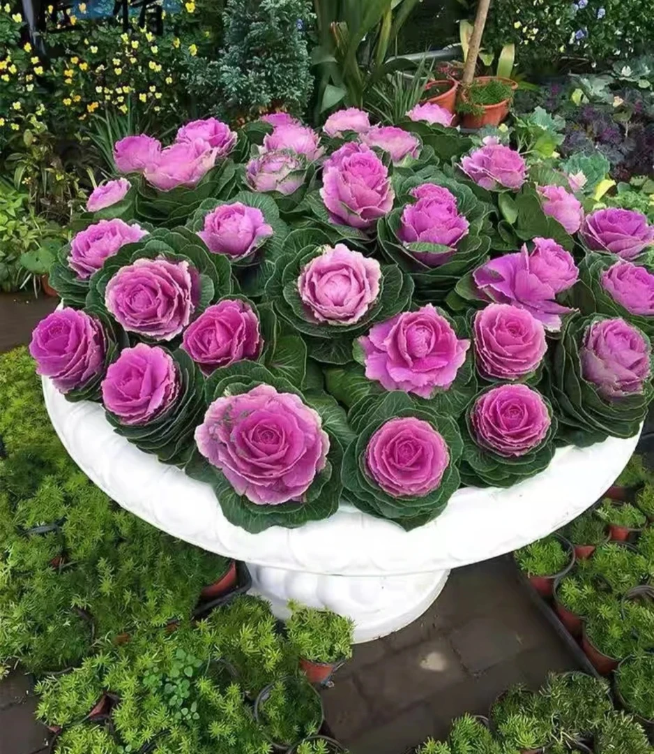 多头羽衣甘蓝盆栽地栽耐寒庭院绿植观赏