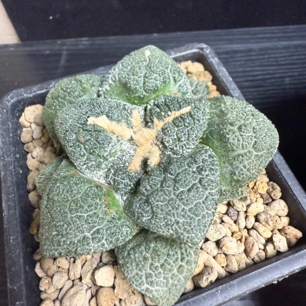 实生哥斯拉牡丹7.7CM   Yang