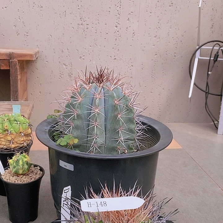 华哥直播   春潮带雨专拍H148