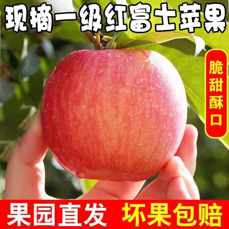 【果园直发 严选品质】山西脆甜红富士苹果净重4.5斤-9斤装当季苹果