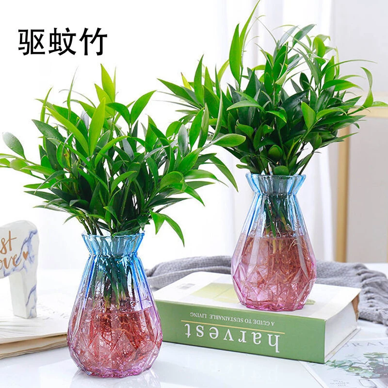 水培竹柏盆栽新宠驱蚊植物客厅室内卧室桌面绿植盆栽花卉四季常青