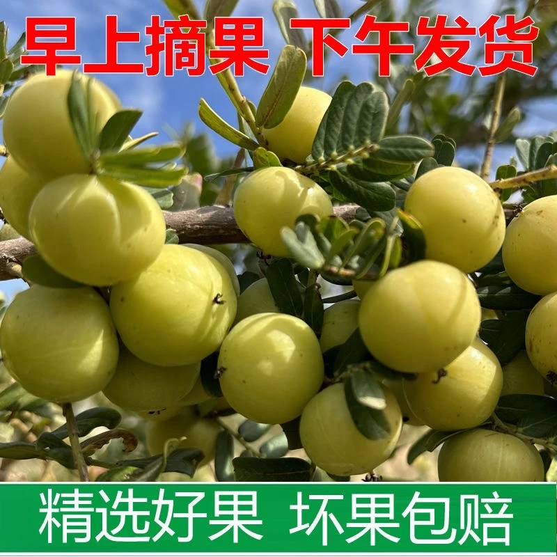 新油甘成熟新鲜采摘生吃煲汤泡酒腌制1斤装包邮精选食用余甘果