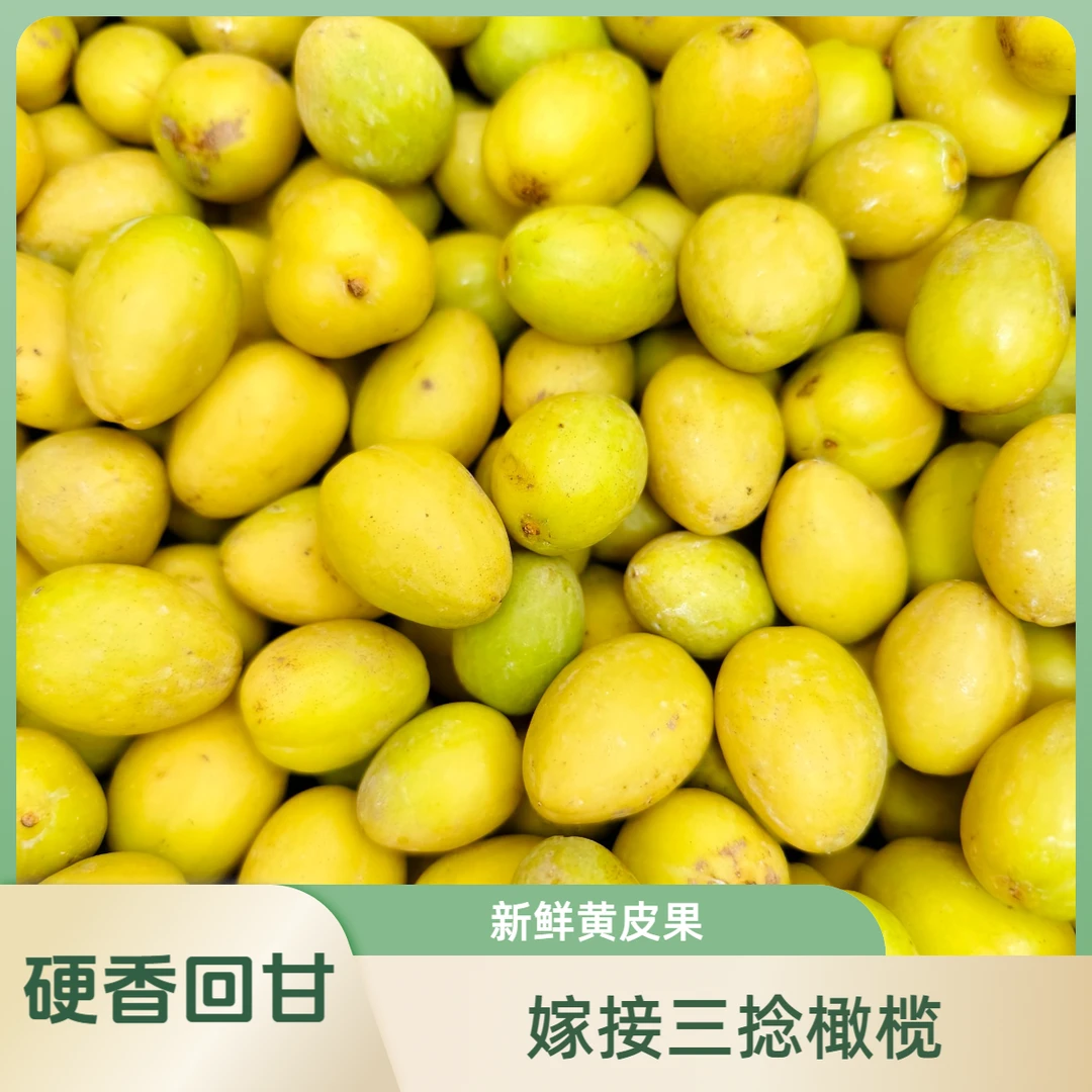 金灶特产 嫁接三捻橄榄 硬香回甘 煲汤 泡酒 腌制1斤装