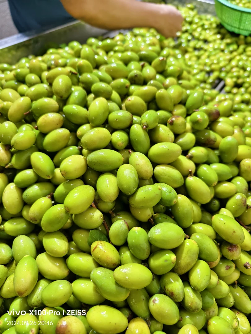 金灶本地煲汤煮水新橄榄1斤装包邮