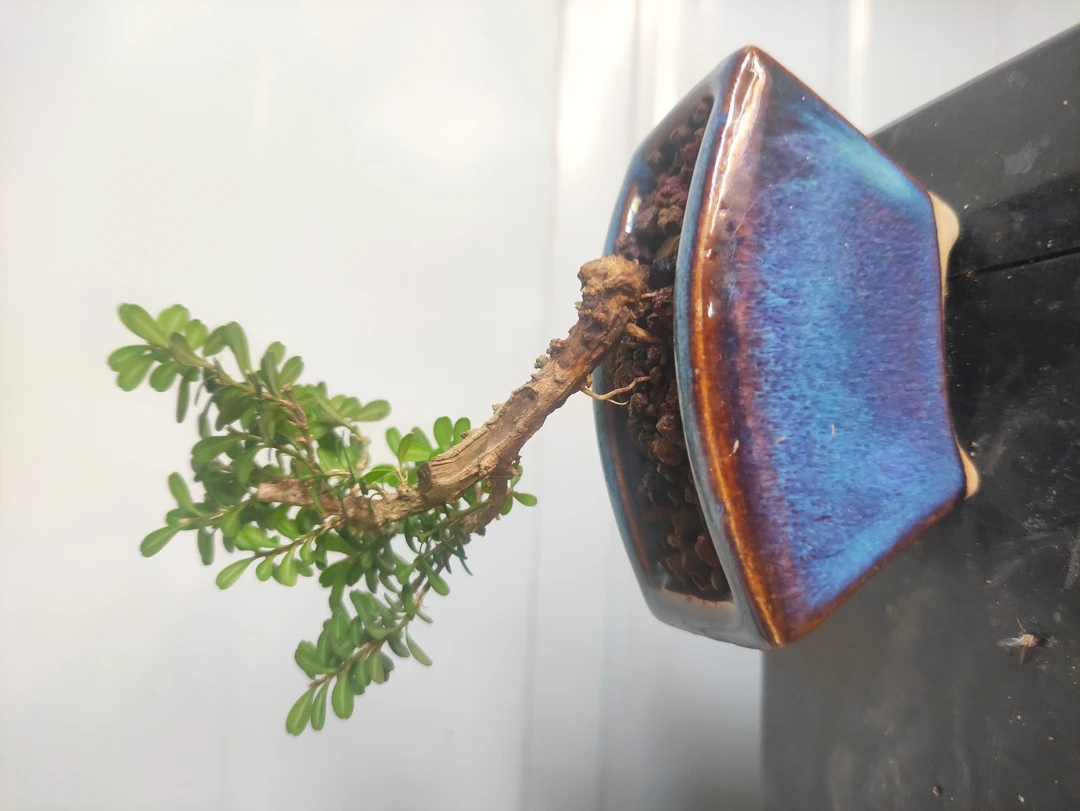 凤凰山米叶黄杨