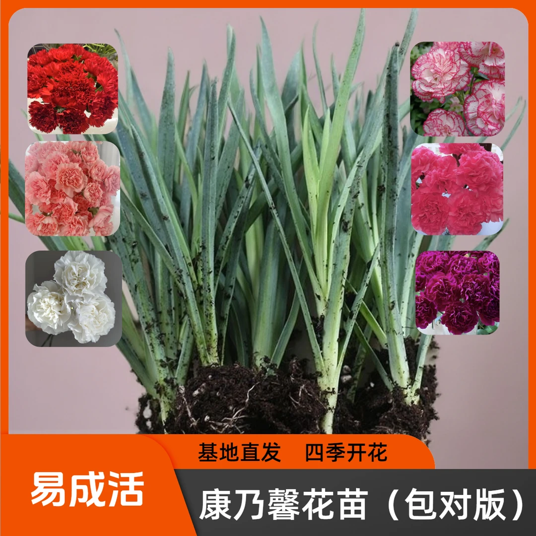 康乃馨苗四季开花耐寒耐旱阳台种植下单发货正宗基地直销绿植盆栽