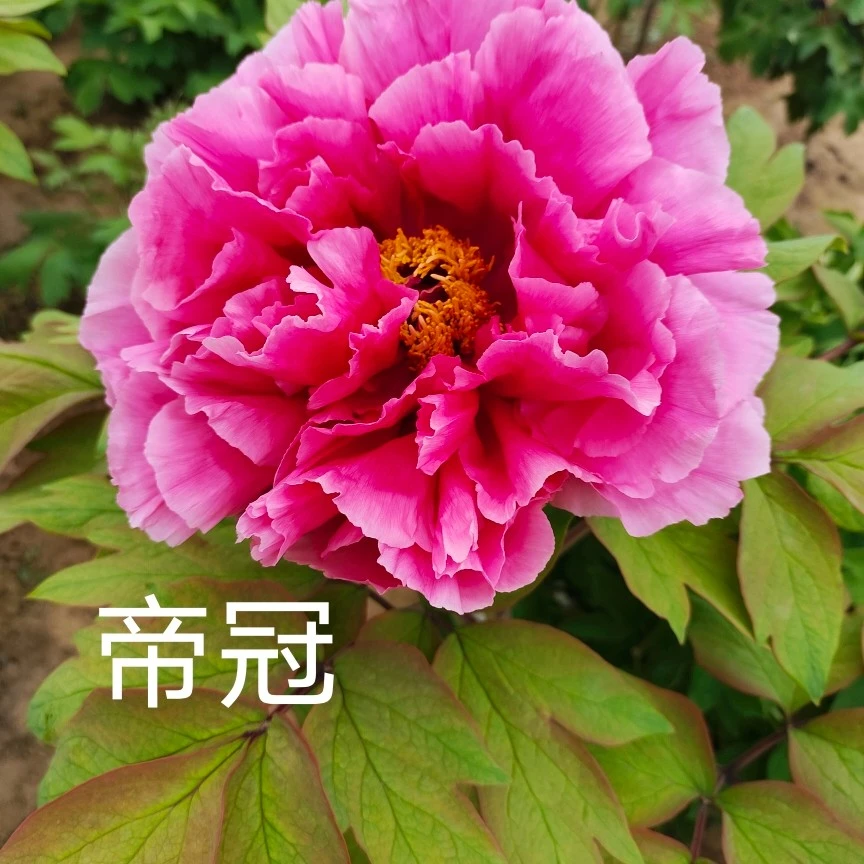 【帝冠】菏泽千层大花牡丹品种。盆栽地栽，庭院种植。