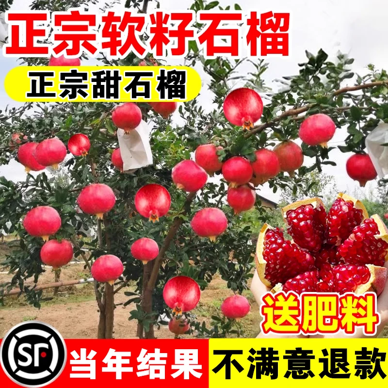 石榴树庭院果树突尼斯软籽盆栽无籽特大树矮化果苗北方耐寒石榴苗