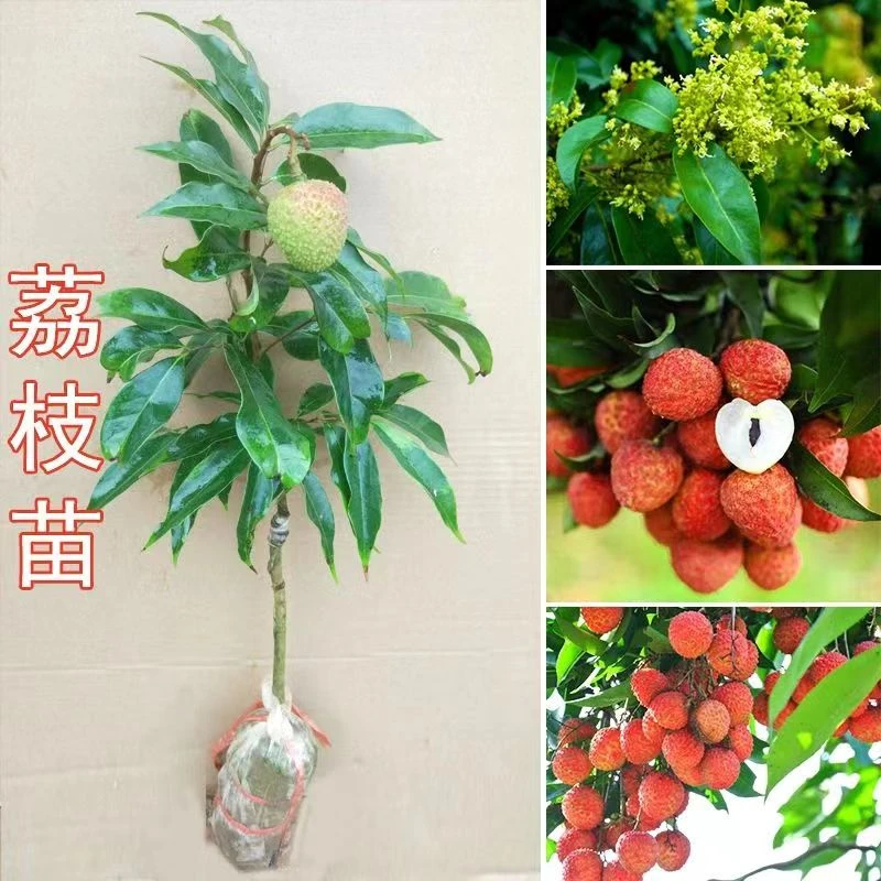 妃子笑荔枝果树苗带土带叶