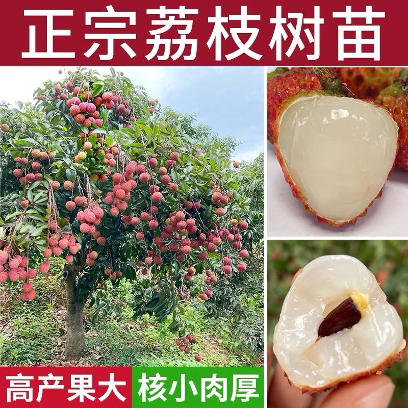 荔枝树果苗嫁接妃子笑荔枝苗桂味荔枝无核盆地栽带土带叶当年结果