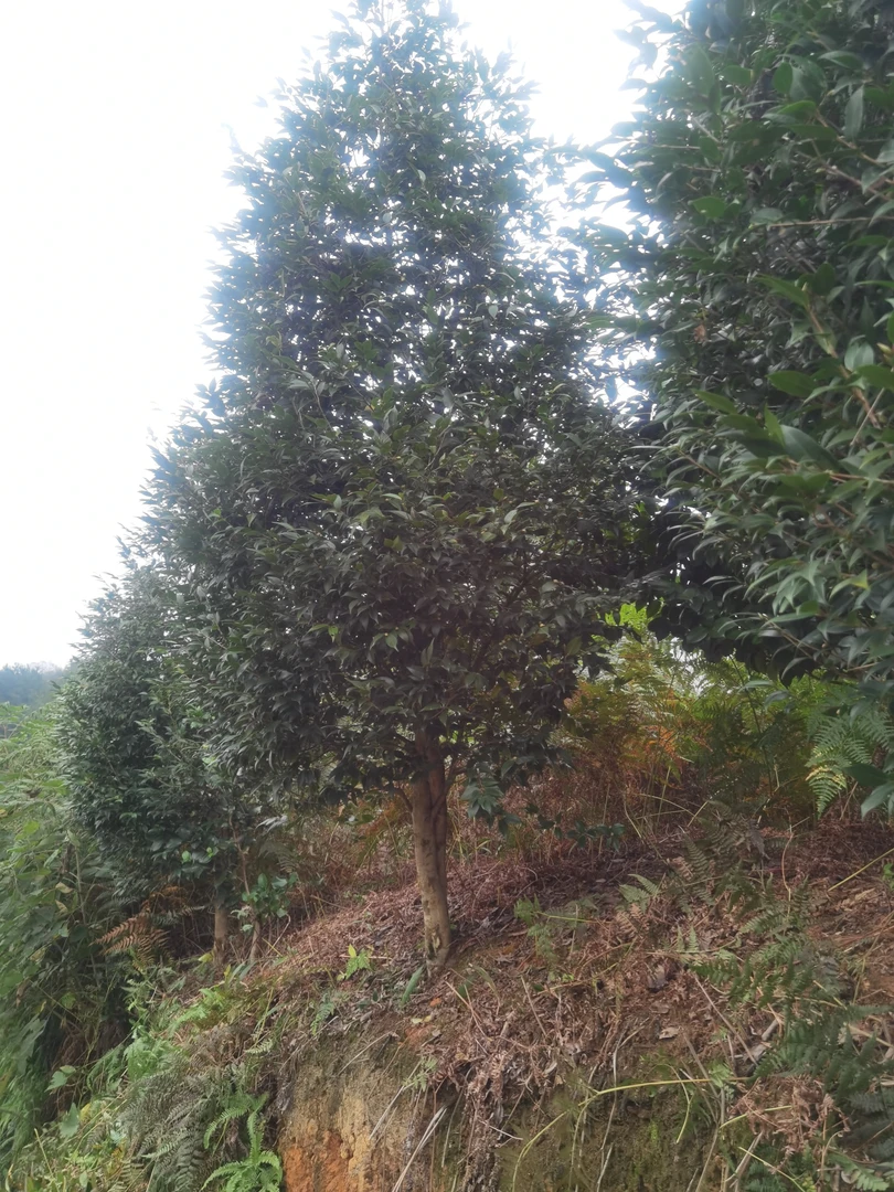 矮冠+宝塔，无二盘龙主干山茶花，龙腾万里福寿无边，盘龙九九九