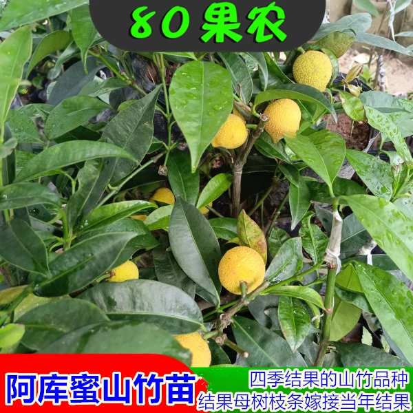 阿库蜜山竹苗 四季山竹 当年结果 盆栽果树苗 啊库蜜嫁接苗