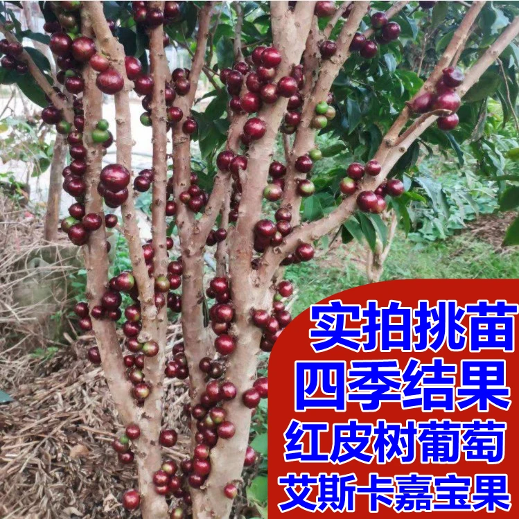 四季嘉宝果台湾艾斯卡嘉宝果树葡萄四季结果南方阳台庭院盆栽树苗