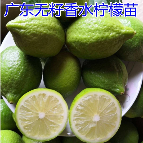 正宗广东香水柠檬四季结果果树苗味道香浓带土带叶