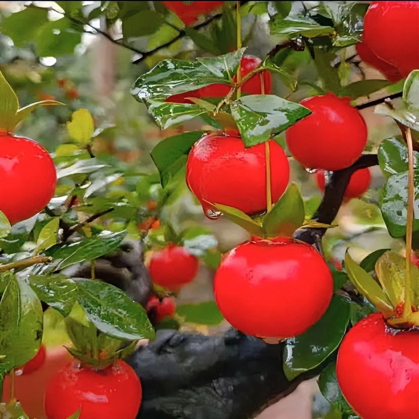 血红胭脂算盘品种芍药花卉月季兰花盆栽蝴蝶兰花卉绿植向日葵正宗