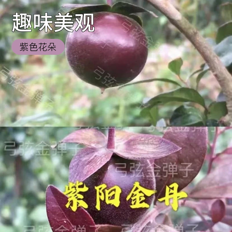 金弹子紫阳金丹超级好养活盆栽
