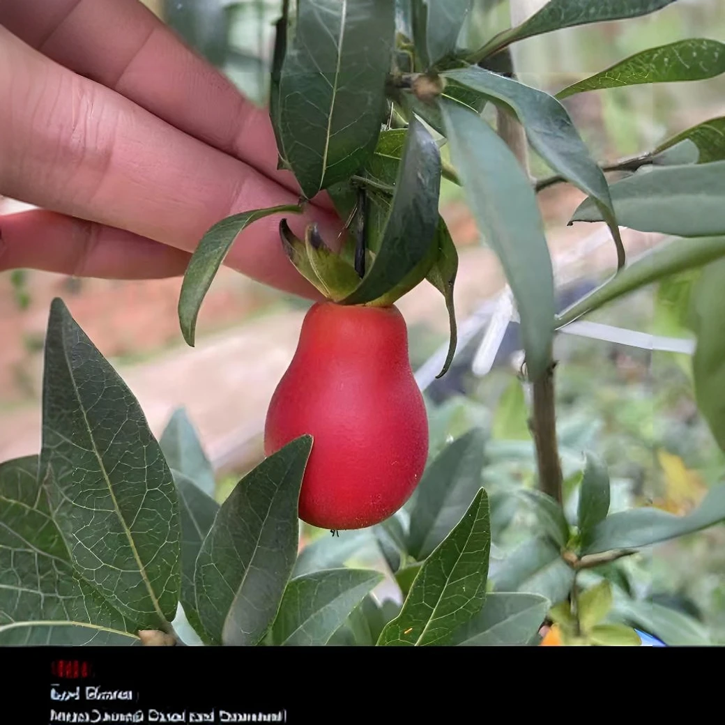 人工茶台盆景小品血钻血红葫芦果带盆包邮老鸦柿金弹子