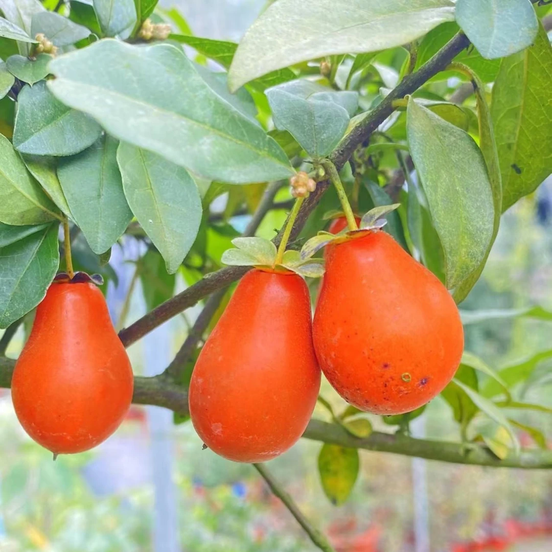 雌雄同株茄子果老鸦柿带果绿植嫁接苗带盆发货柿子