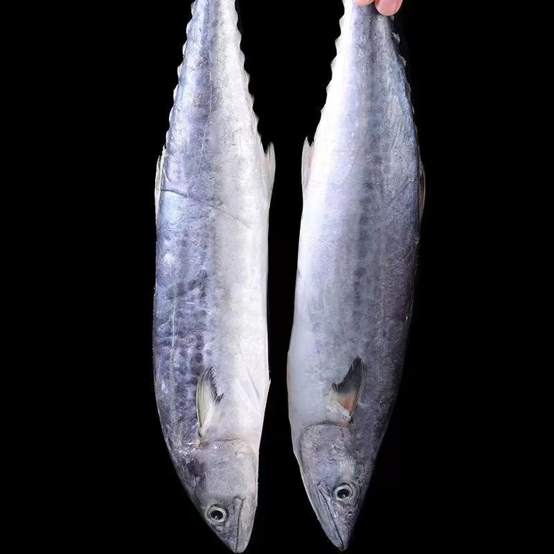 新鲜海捕野生马鲛鱼5-10斤连云港发货