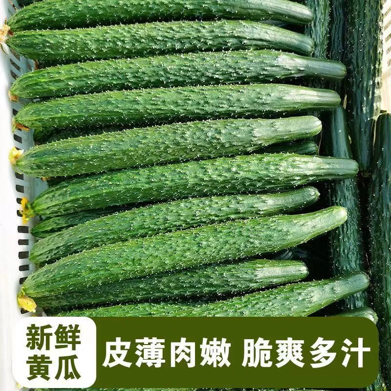 新鲜黄瓜露天产地新鲜种植美味爽口多汁现摘口感脆嫩鲜美带刺黄瓜