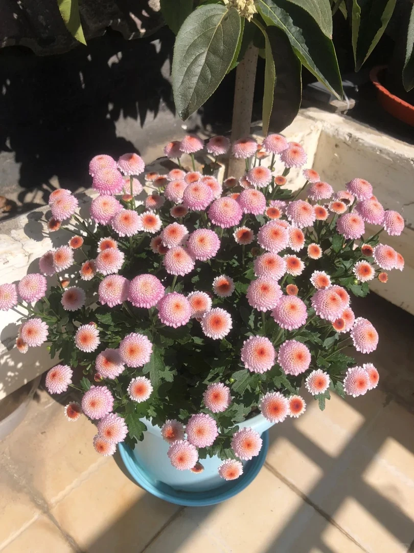 新品月季珠玉之卵耐寒耐旱勤花丰花盆栽地栽花卉庭院阳台小苗