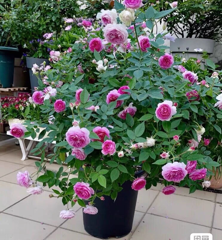 浓香花量巨多微月玛姬婶婶月季勤花丰花多季盆栽地栽庭院阳台小苗