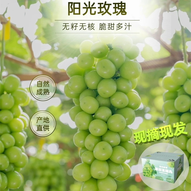 【送2斤】阳光玫瑰葡萄新鲜孕妇水果香甜爆汁无籽无核晴王青提包邮1
