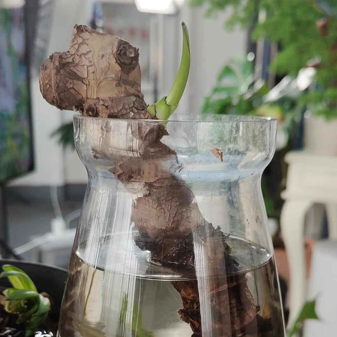 6年老桩 可自己培育龟背竹老根老桩
