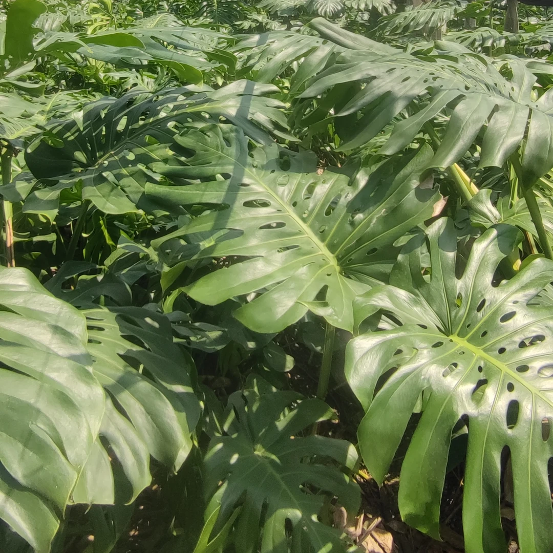 赠品老桩1根 基地一物一拍  8-10年老桩龟背竹家居生长植株