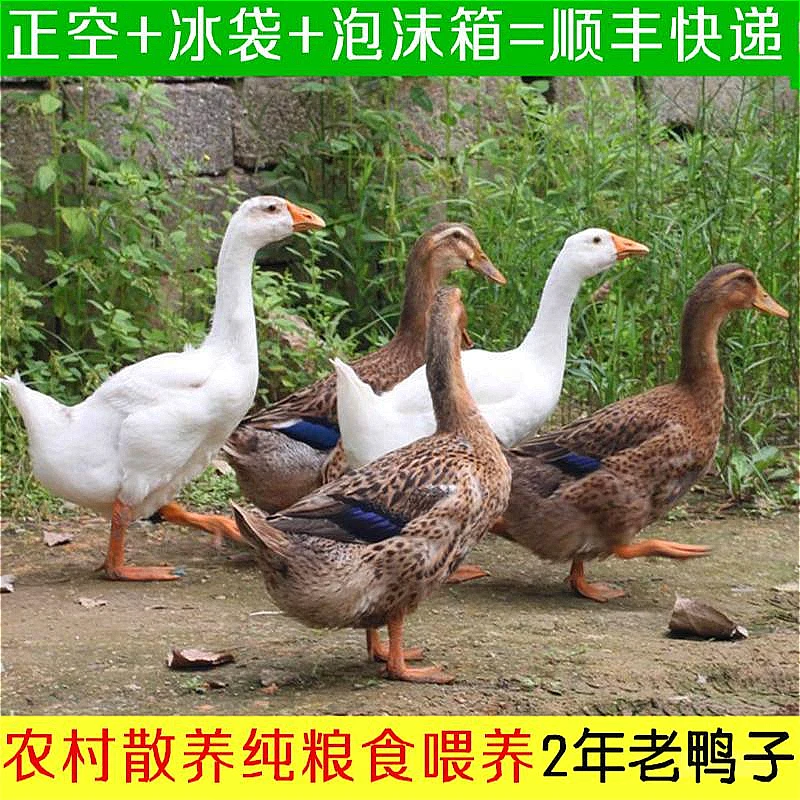 【新店福利】鸭子生鲜现杀老农家散养土鸭鸭肉正宗土鸭鸭血白条鸭