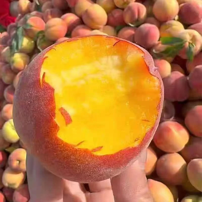 彩虹黄桃新鲜当季现摘脆甜精品黄金蜜毛桃子鲜嫩好吃香甜dr