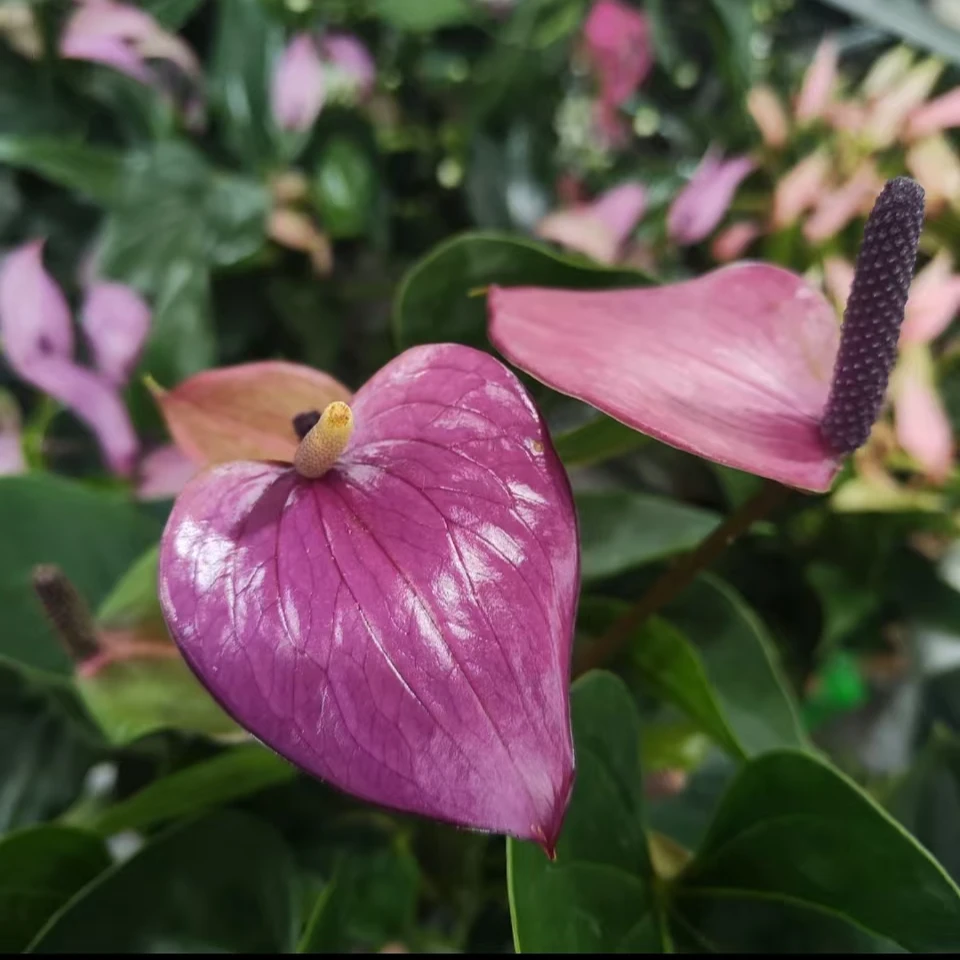 紫宝贝 (小盆)彩掌精致紫红室内客厅阳台清新植物 云南鲜花绿植