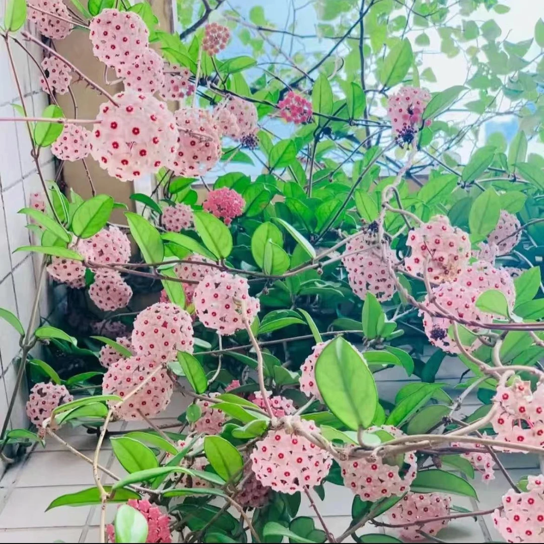 室内爬藤绿植彩叶球兰爆花机器