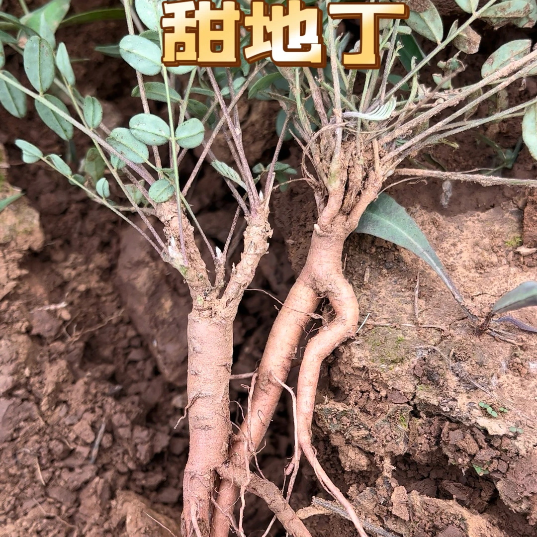 【甜地丁】米口袋甜地丁自然晒干大山采挖非种植150g包邮另售当归