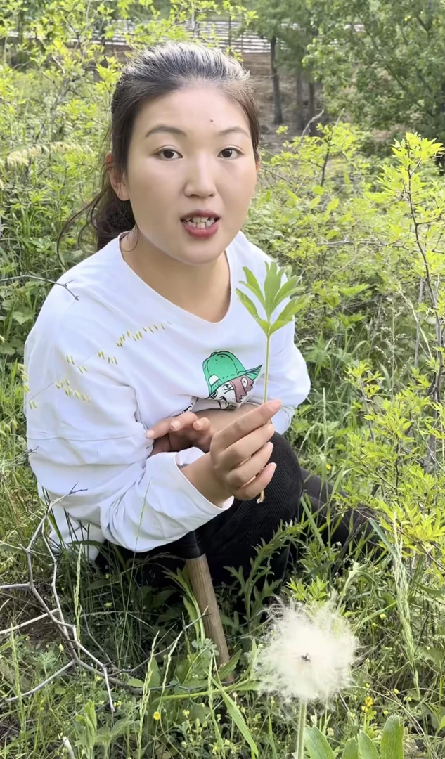 【白头翁】伏牛山野外采集的白头翁晒干整个100g包邮 另售枸杞