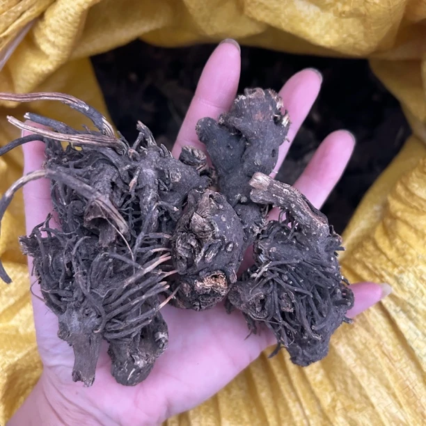 【升麻】秦岭农户大山里采挖升麻 自然晾晒 无硫熏150g包邮另售山药