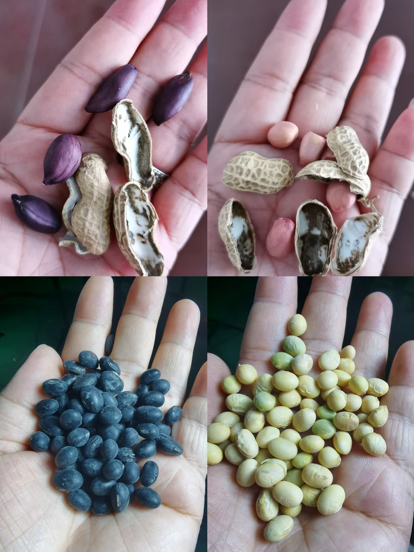 2024本地粉皮花生.黑皮花生.黄豆.黑黄豆