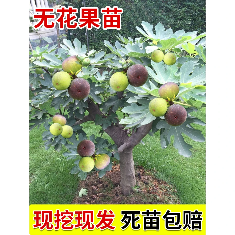 无花果树果苗超大特土四季盆栽当年结果波姬红矮化带土无花果树