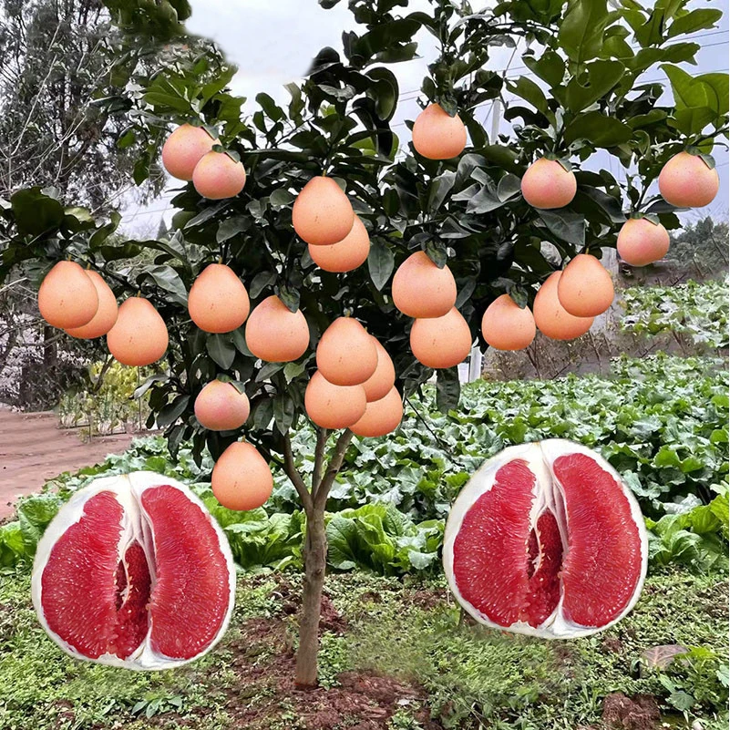 柚子树苗红心红肉蜜柚嫁接果树果苗南方北方种植当年结果三红蜜柚