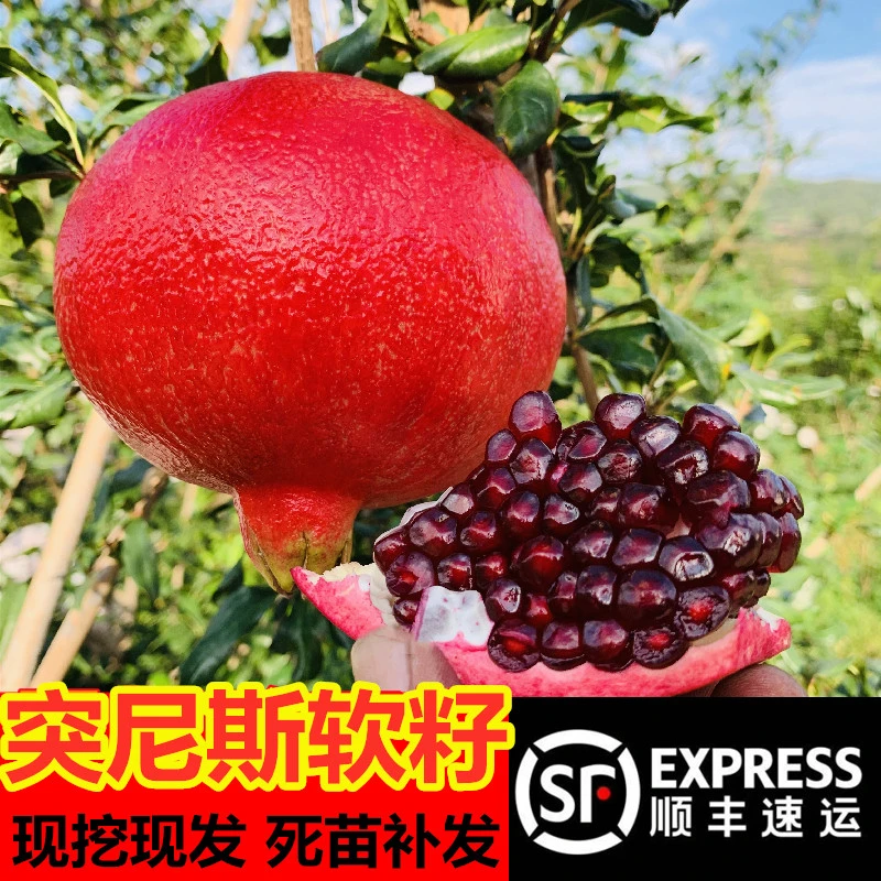 石榴树树苗突尼斯软籽石榴苗盆栽庭院果树特大带土无籽甜石榴树苗
