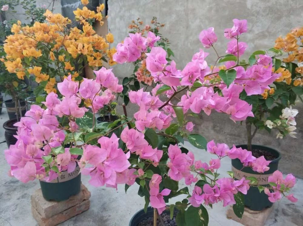 （一物一拍）快递运输过程中落花落叶少量折枝不售后