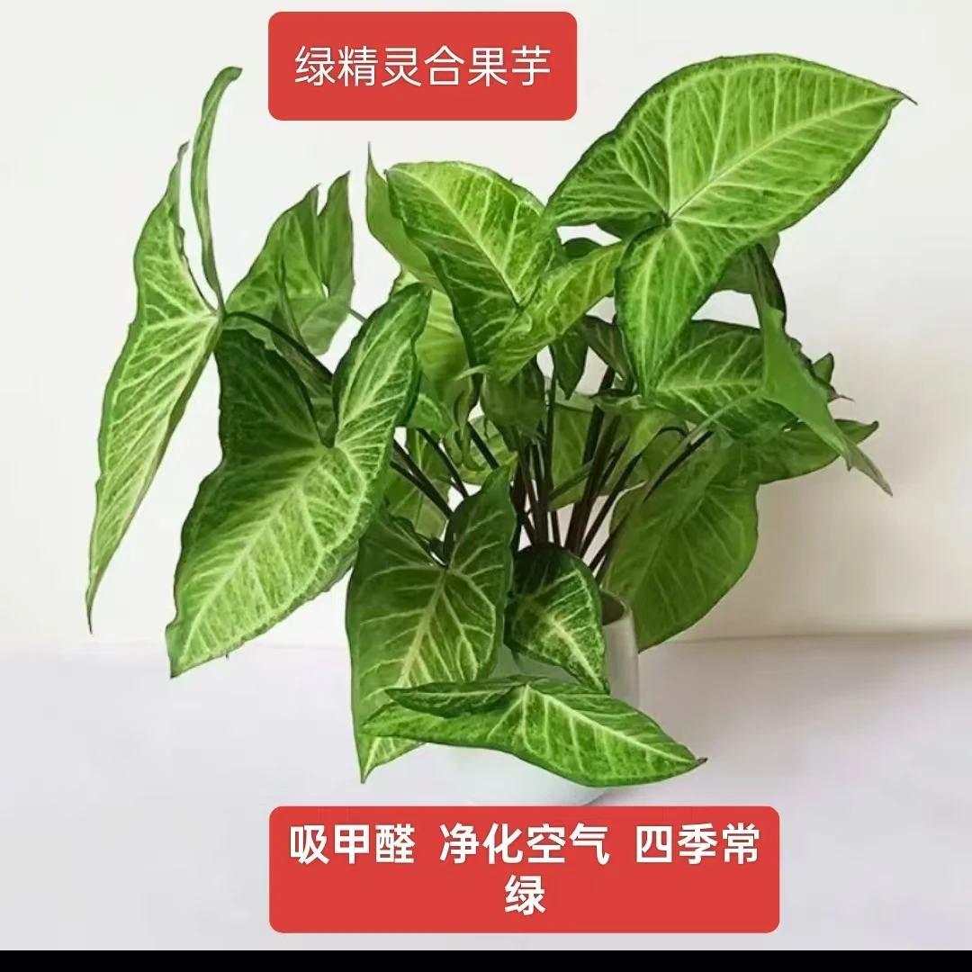 合果芋水培盆栽四季常绿白蝴蝶绿精灵静化空气阳台绿植花卉